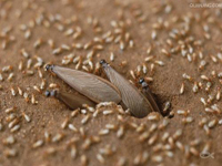 2012年第24個(gè)全國愛衛(wèi)月公益活動