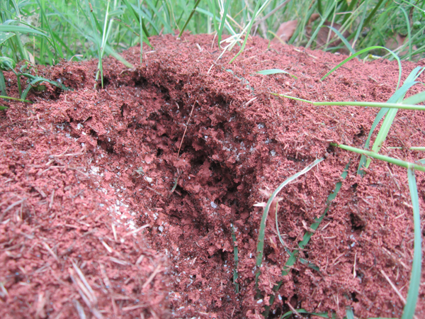 公園、社區(qū)、校園等公共場(chǎng)所進(jìn)行有效紅火蟻防制